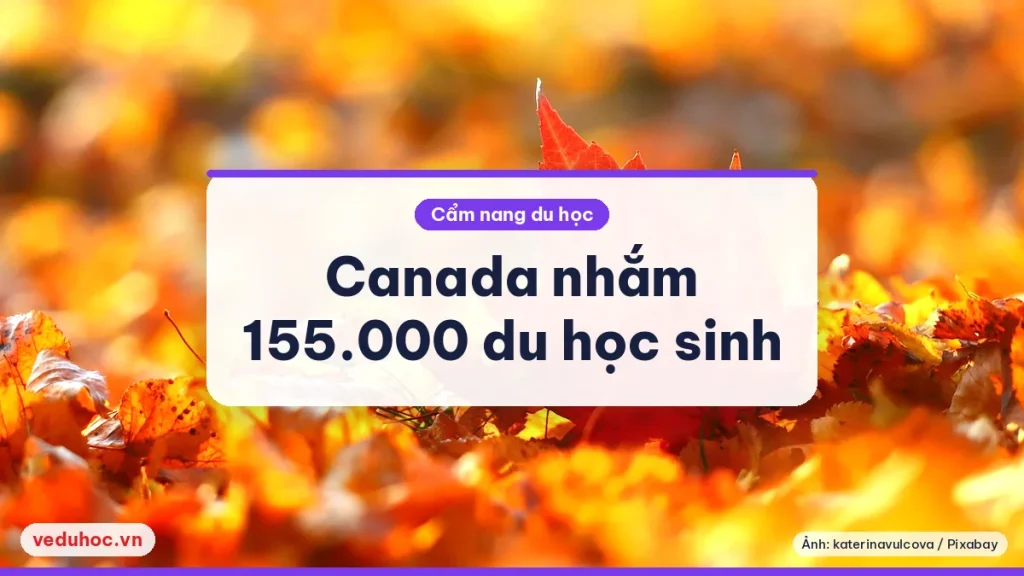 Lá phong đỏ nằm trên thảm lá mùa thu, biểu tượng gắn với Canada trong bài về kế hoạch nhập cư 2026-2028