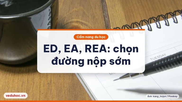 ED, EA và REA khác nhau thế nào: hạn 1/11 và 15/11 cần biết